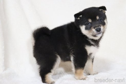 成約済の滋賀県の柴犬-353402の6枚目