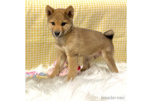 成約済の栃木県の柴犬-343749の12枚目