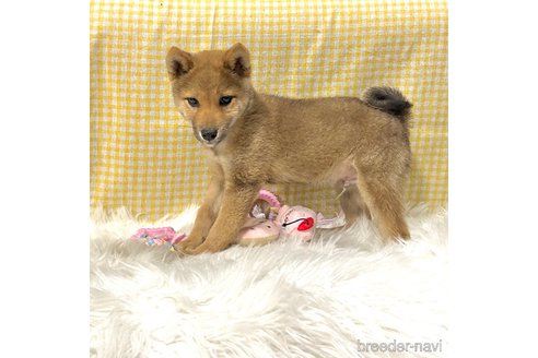 成約済の栃木県の柴犬-343749の11枚目