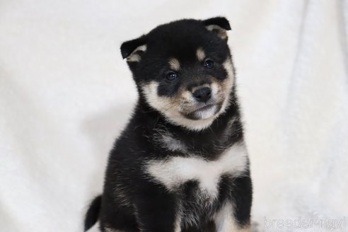 成約済の滋賀県の柴犬-353402の5枚目