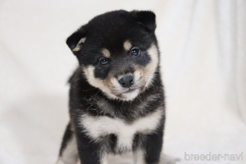 成約済の滋賀県の柴犬-353402の4枚目