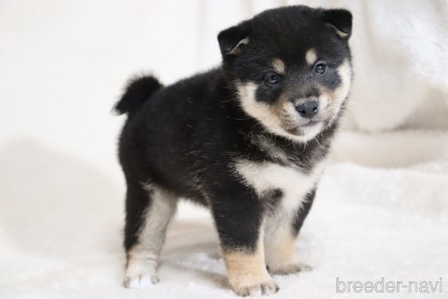 成約済の滋賀県の柴犬-353402の3枚目