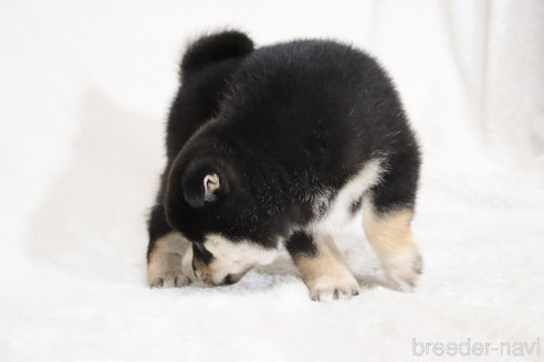 成約済の滋賀県の柴犬-353402の2枚目