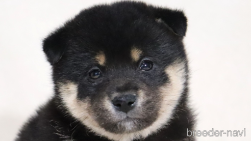 成約済の滋賀県の柴犬-353407の1枚目