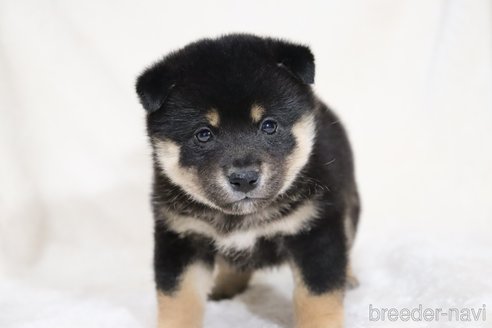 成約済の滋賀県の柴犬-353407の15枚目