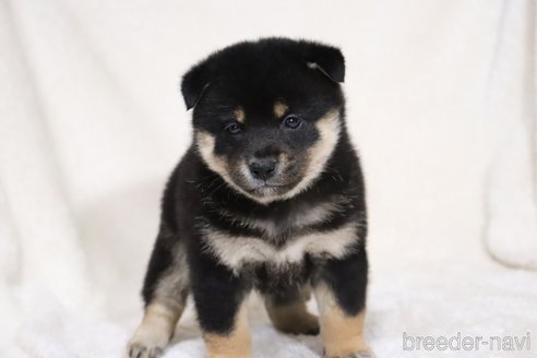 成約済の滋賀県の柴犬-353407の14枚目