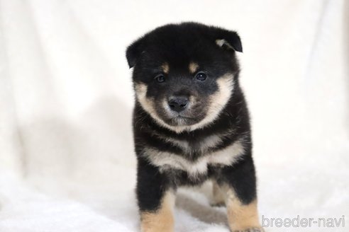 成約済の滋賀県の柴犬-353407の13枚目
