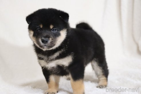 成約済の滋賀県の柴犬-353407の12枚目