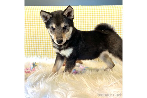 成約済の栃木県の柴犬-343688の3枚目
