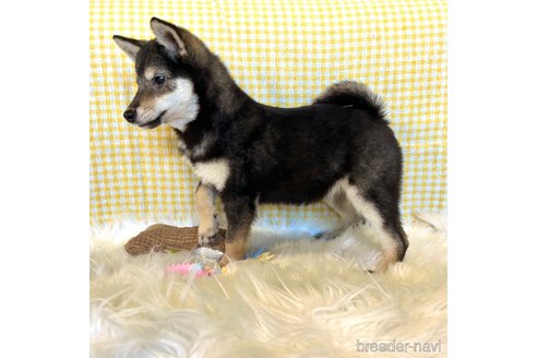 成約済の栃木県の柴犬-343688の5枚目