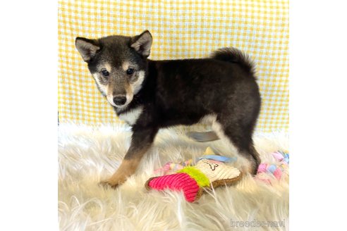 成約済の栃木県の柴犬-343688の4枚目