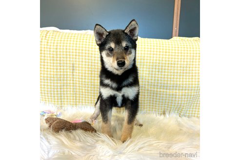 成約済の栃木県の柴犬-343688の1枚目