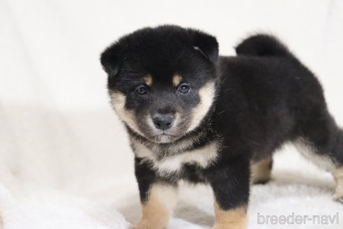 成約済の滋賀県の柴犬-353407の11枚目