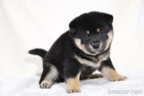 成約済の滋賀県の柴犬-353407の10枚目