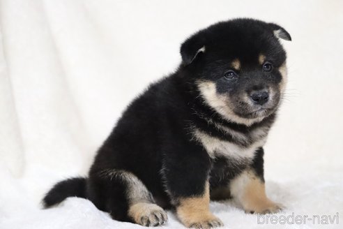 成約済の滋賀県の柴犬-353407の9枚目