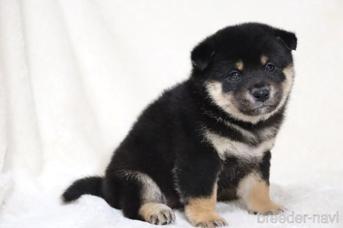 成約済の滋賀県の柴犬-353407の8枚目