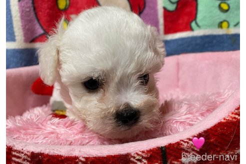 成約済の長野県のボロニーズ-347237の1枚目
