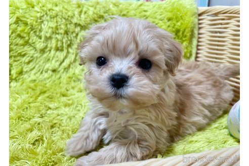 成約済の秋田県のマルプー:マルチーズ×トイプードル-349679の3枚目