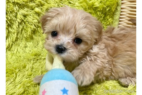 成約済の秋田県のマルプー:マルチーズ×トイプードル-349679の5枚目