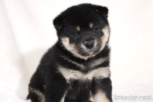 成約済の滋賀県の柴犬-353407の7枚目