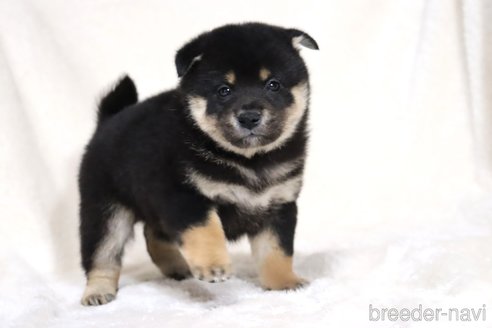 成約済の滋賀県の柴犬-353407の6枚目