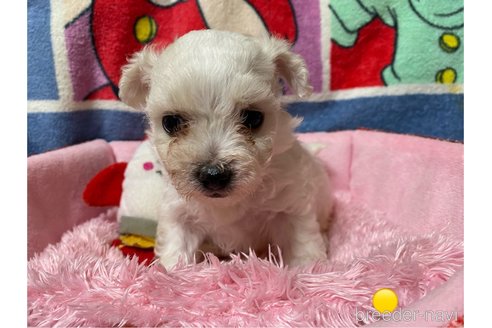 成約済の長野県のボロニーズ-347236の1枚目