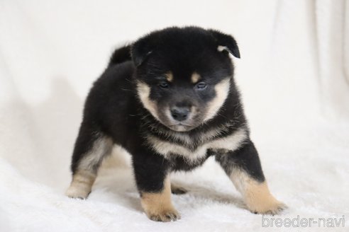 成約済の滋賀県の柴犬-353407の5枚目