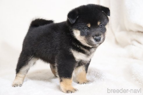 成約済の滋賀県の柴犬-353407の4枚目