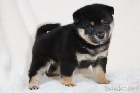 成約済の滋賀県の柴犬-353407の3枚目