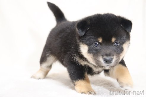 成約済の滋賀県の柴犬-353407の2枚目