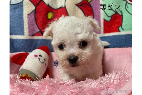 成約済の長野県のボロニーズ-347235の1枚目