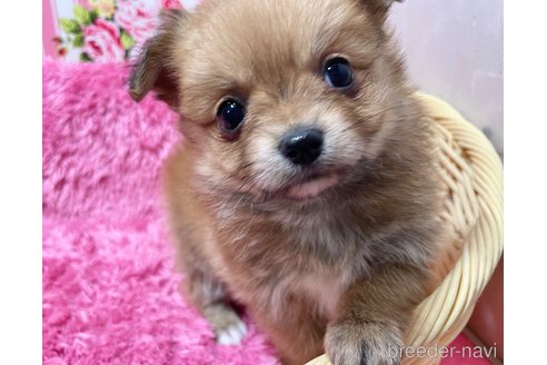 成約済の秋田県のポメチワ:ポメラニアン×チワワ-351742の1枚目
