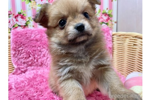 成約済の秋田県のポメチワ:ポメラニアン×チワワ-351742の3枚目