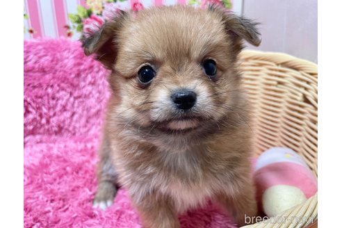 成約済の秋田県のポメチワ:ポメラニアン×チワワ-351742の4枚目