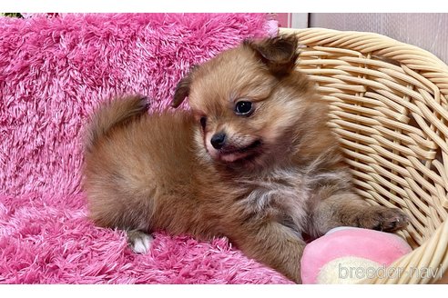 成約済の秋田県のポメチワ:ポメラニアン×チワワ-351742の5枚目