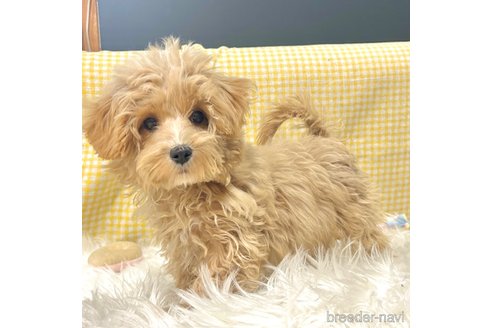 成約済の栃木県のマルプー:マルチーズ×トイプードル-334050の19枚目
