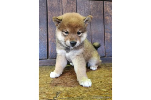 販売中の大阪府の柴犬-353417の11枚目