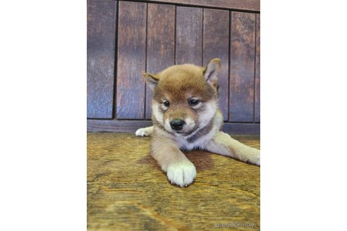 販売中の大阪府の柴犬-353417の8枚目