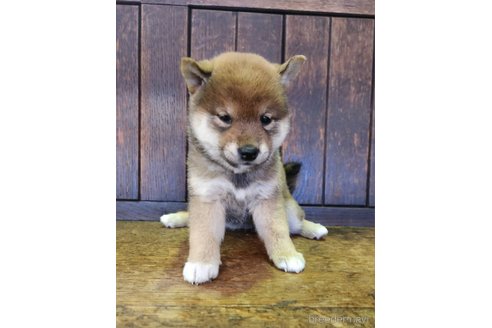 販売中の大阪府の柴犬-353417の9枚目