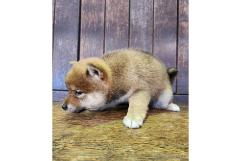 販売中の大阪府の柴犬-353417の5枚目