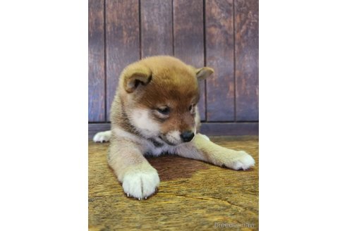 販売中の大阪府の柴犬-353417の6枚目
