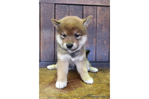 販売中の大阪府の柴犬-353417の7枚目