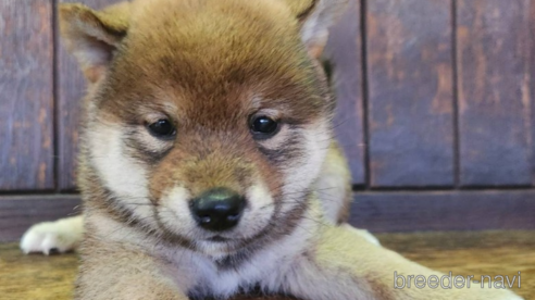 販売中の大阪府の柴犬-353417の4枚目