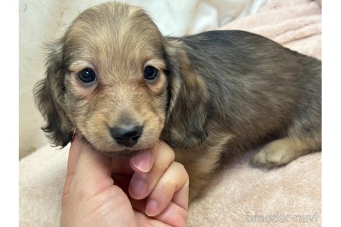 成約済の香川県のカニンヘンダックスフンド(ロングヘアード)-353425の2枚目