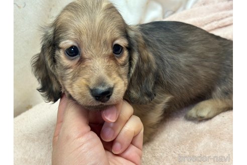 成約済の香川県のカニンヘンダックスフンド(ロングヘアード)-353425の3枚目