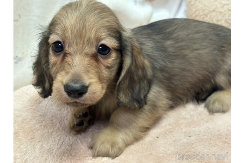 成約済の香川県のカニンヘンダックスフンド(ロングヘアード)-353425の4枚目