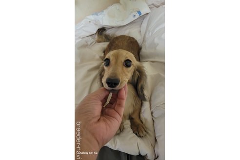 ペリエちゃん1枚目