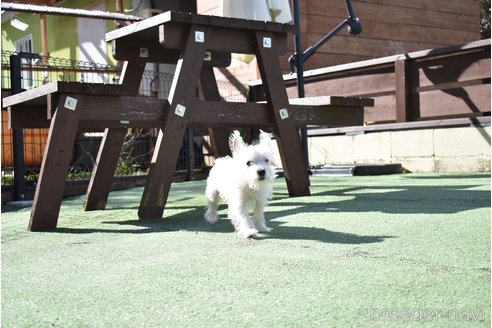 成約済の愛知県のウエストハイランドホワイトテリア(ウエスティ)-341155の7枚目
