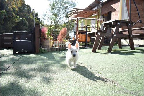 成約済の愛知県のウエストハイランドホワイトテリア(ウエスティ)-341155の5枚目
