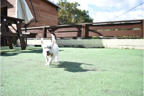 成約済の愛知県のウエストハイランドホワイトテリア(ウエスティ)-341155の4枚目